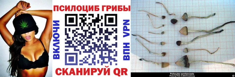 кракен ONION  купить наркотики цена  Соль-Илецк  Галлюциногенные грибы Psilocybine cubensis 